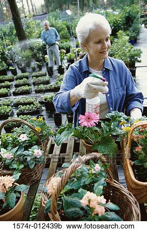 Stock Image - High angle view of a senior woman spraying flowers. Fotosearch