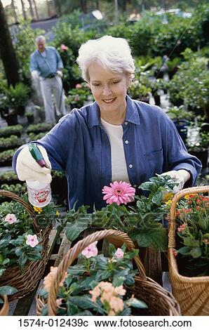 High angle view of a senior woman spraying flowers View Large Photo Image Stock Image - High angle view of a senior woman spraying flowers. Fotosearch