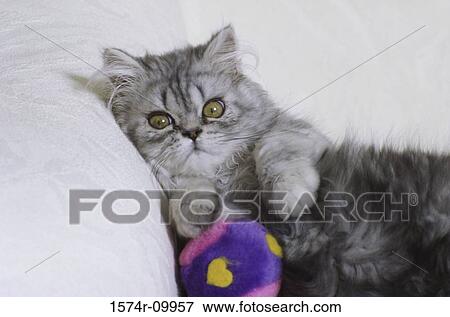 Stock Photo - Himalayan Persian. Fotosearch