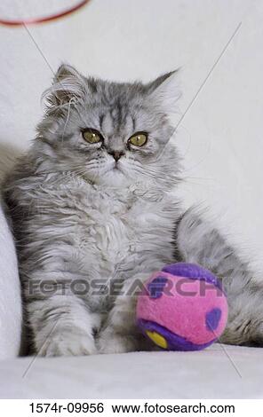Stock Photograph - Himalayan Persian. Fotosearch