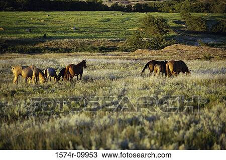 Horses grazing in a field View Large Photo Image Stock Image - Horses grazing in a field. Fotosearch