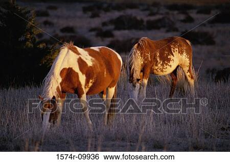 Horses View Large Photo Image Stock Photograph - Horses. Fotosearch