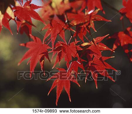 Japanese Maple View Large Photo Image Stock Image - Japanese Maple. Fotosearch
