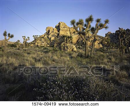 Joshua Tree National Park California USA View Large Photo Image Stock Photo - Joshua Tree National Park California USA. Fotosearch