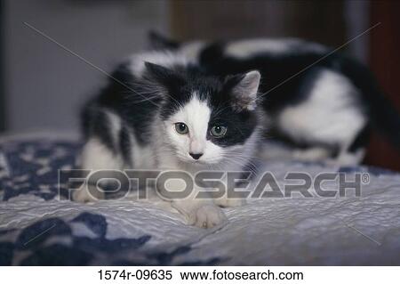 Kitten looking away View Large Photo Image Stock Photography - Kitten looking away. Fotosearch