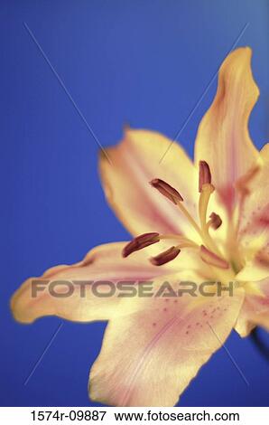 Lily View Large Photo Image Stock Photo - Lily. Fotosearch