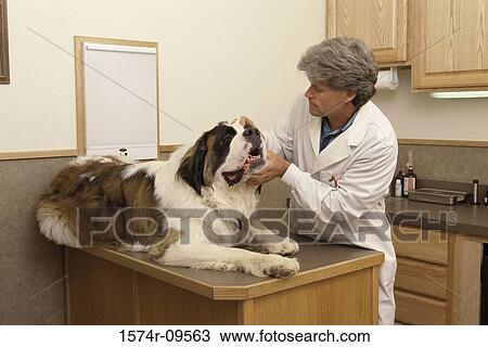 Male veterinarian examining a dog View Large Photo Image Stock Image - Male veterinarian examining a dog. Fotosearch