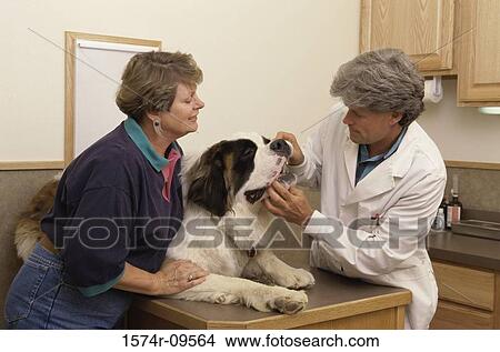 Male veterinarian examining a dog with a woman View Large Photo Image Picture - Male veterinarian examining a dog with a woman. Fotosearch