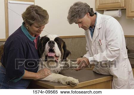 Male veterinarian examining a dog with a woman View Large Photo Image Stock Photography - Male veterinarian examining a dog with a woman. Fotosearch