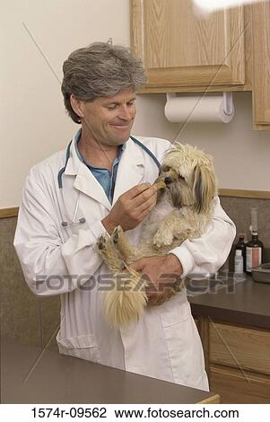 Male veterinarian with a dog View Large Photo Image Stock Image - Male veterinarian with a dog. Fotosearch