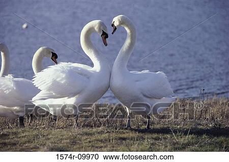 Mute Swans View Large Photo Image Stock Image - Mute Swans. Fotosearch