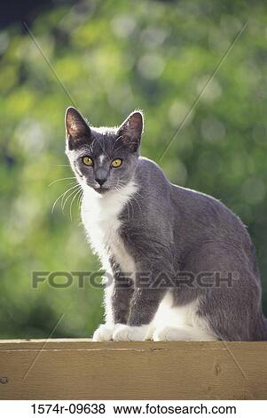 Stock Photo - Portrait of a cat sitting. Fotosearch