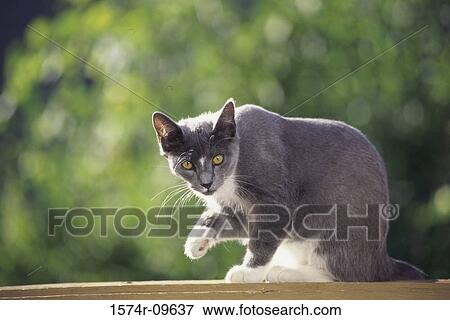 Stock Photo - Portrait of a cat. Fotosearch