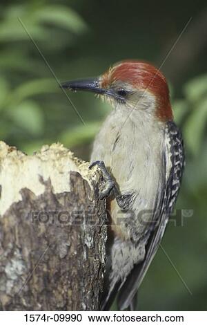 Red-bellied Woodpecker View Large Photo Image Stock Image - Red-bellied Woodpecker. Fotosearch