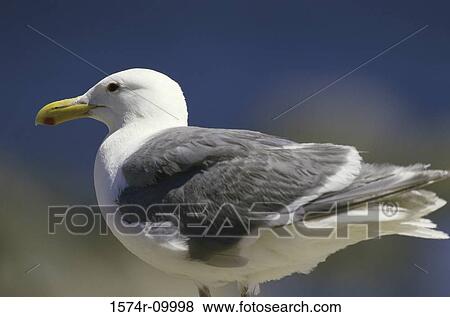 Stock Photo - Seagull. Fotosearch