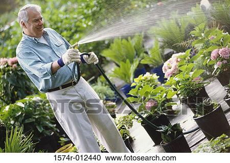 Senior man watering plants with a hose View Large Photo Image Stock Image - Senior man watering plants with a hose. Fotosearch