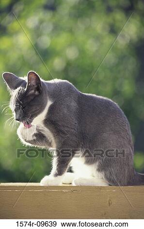 Side profile of a cat licking its paw View Large Photo Image Stock Photo - Side profile of a cat licking its paw. Fotosearch