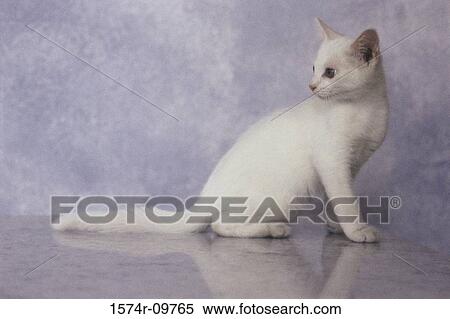 Side profile of a kitten View Large Photo Image Stock Photography - Side profile of a kitten. Fotosearch