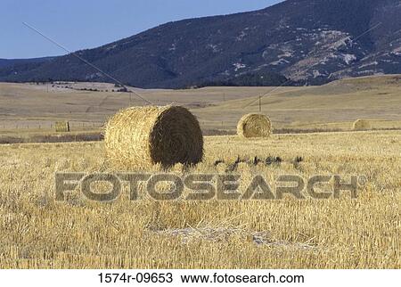 Stanford Montana USA View Large Photo Image Stock Image - Stanford Montana USA. Fotosearch