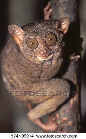 Tarsier View Large Photo Image Picture - Tarsier. Fotosearch