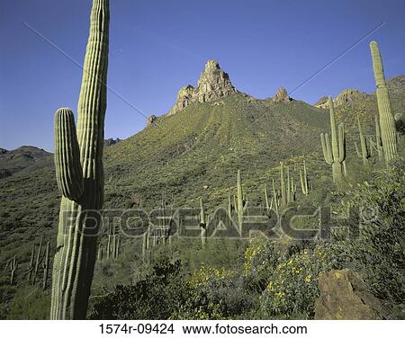 Tonto National Forest Arizona USA View Large Photo Image Picture - Tonto National Forest Arizona USA. Fotosearch