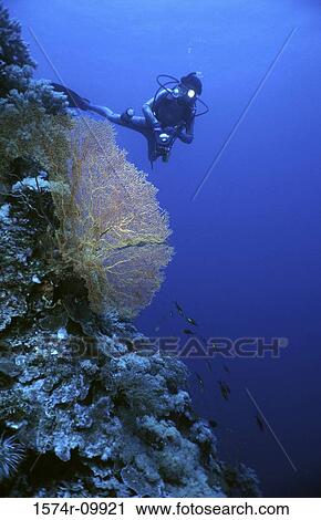 Tubbataha Reef National Marine Park Palawan Philippines View Large Photo Image Stock Image - Tubbataha Reef National Marine Park Palawan Philippines. Fotosearch