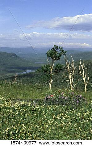 Stock Photo - Viking Trail Newfoundland Canada. Fotosearch