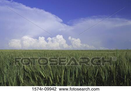 Wheat View Large Photo Image Stock Image - Wheat. Fotosearch