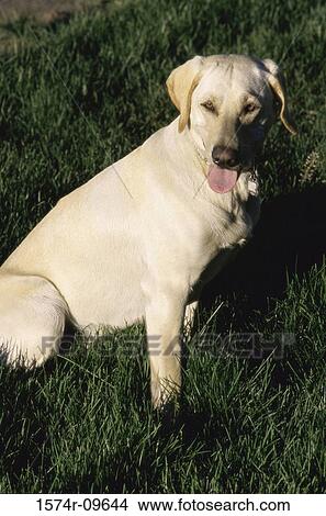 Yellow Labrador Retriever View Large Photo Image Picture - Yellow Labrador Retriever. Fotosearch