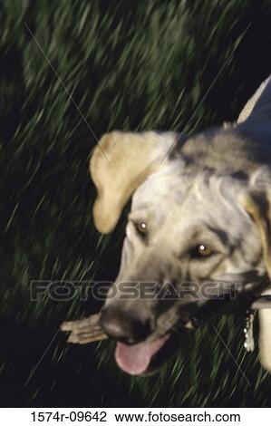 Yellow Labrador Retriever View Large Photo Image Stock Image - Yellow Labrador Retriever. Fotosearch