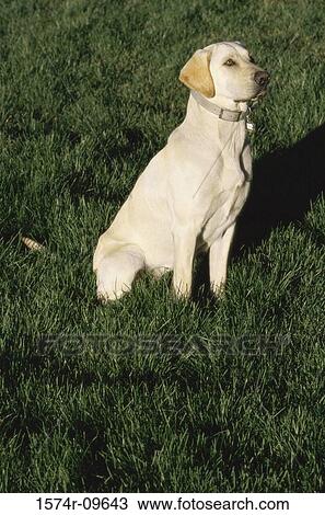 Yellow Labrador Retriever View Large Photo Image Stock Image - Yellow Labrador Retriever. Fotosearch