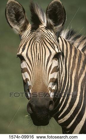 Zebra View Large Photo Image Stock Photograph - Zebra. Fotosearch
