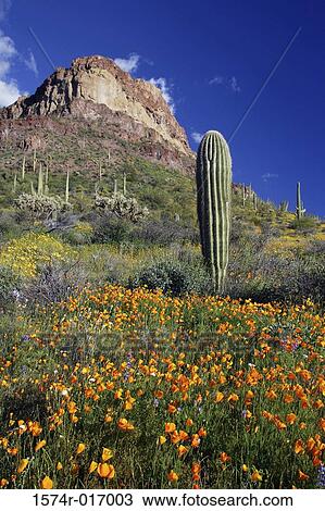 Ajo Mountain Loop Organ Pipe Cactus National Monument Arizona USA View Large Photo Image Stock Image - Ajo Mountain Loop Organ Pipe Cactus National Monument Arizona USA. Fotosearch