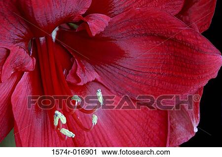 Amaryllis View Large Photo Image Stock Image - Amaryllis. Fotosearch