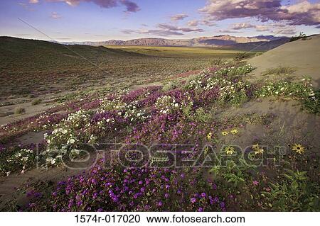 Anza Borrego Desert State Park California USA View Large Photo Image Stock Image - Anza Borrego Desert State Park California USA. Fotosearch