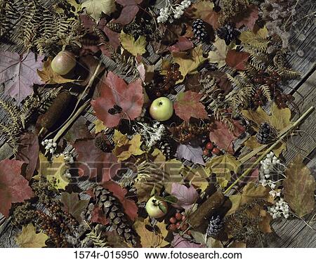 Apples near pine cones and fallen leaves View Large Photo Image Stock Image - Apples near pine cones and fallen leaves. Fotosearch