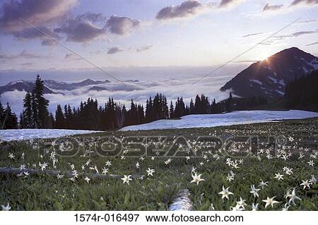 Appleton Pass Olympic National Park Washington USA View Large Photo Image Stock Photo - Appleton Pass Olympic National Park Washington USA. Fotosearch