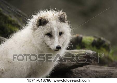Arctic Fox View Large Photo Image Stock Photograph - Arctic Fox. Fotosearch
