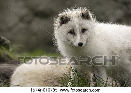 Arctic Fox View Large Photo Image Stock Photography - Arctic Fox. Fotosearch