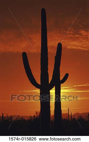 Arizona USA View Large Photo Image Stock Photograph - Arizona USA. Fotosearch