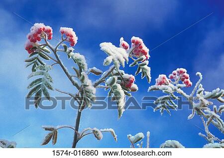 Ash Berries View Large Photo Image Stock Image - Ash Berries. Fotosearch