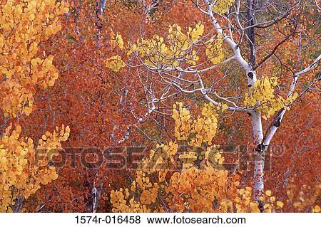 Aspen Trees Idaho USA View Large Photo Image Stock Photo - Aspen Trees Idaho USA. Fotosearch