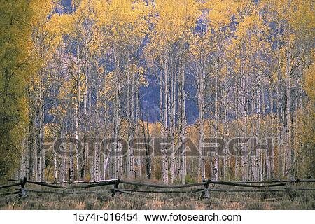Aspen Trees Jackson Hole Wyoming USA View Large Photo Image Picture - Aspen Trees Jackson Hole Wyoming USA. Fotosearch