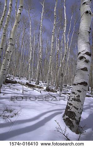 Aspen Trees Utah USA View Large Photo Image Stock Image - Aspen Trees Utah USA. Fotosearch