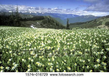 Stock Photo - Avalanche Lilies Olympic National Park Washington USA. Fotosearch