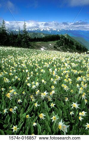 Stock Photo - Avalanche Lilies Olympic National Park Washington USA. Fotosearch