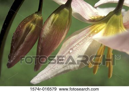 Stock Photo - Avalanche Lilies. Fotosearch