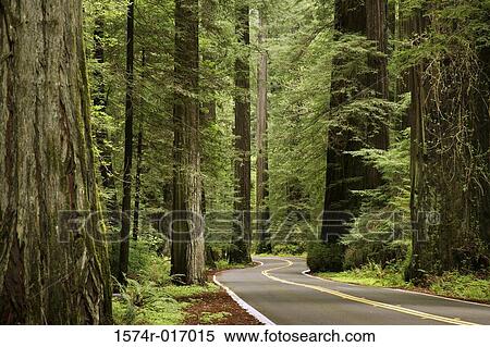 Avenue of the Giants Humboldt Redwoods State Park California, USA View Large Photo Image Stock Photography - Avenue of the Giants Humboldt Redwoods State Park California, USA. Fotosearch