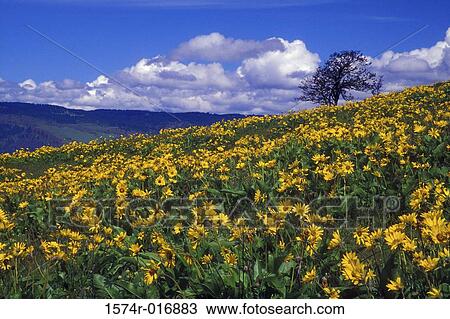 Balsamroots Oregon USA View Large Photo Image Stock Image - Balsamroots Oregon USA. Fotosearch