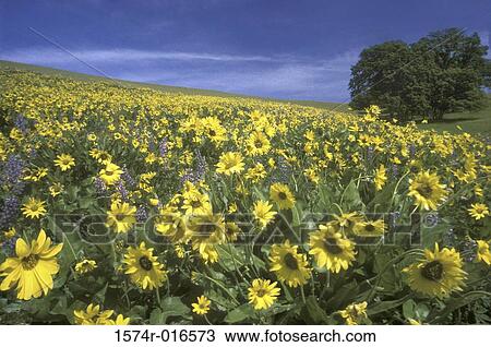 Balsamroots Sunflowers Lupines View Large Photo Image Stock Image - Balsamroots Sunflowers Lupines. Fotosearch